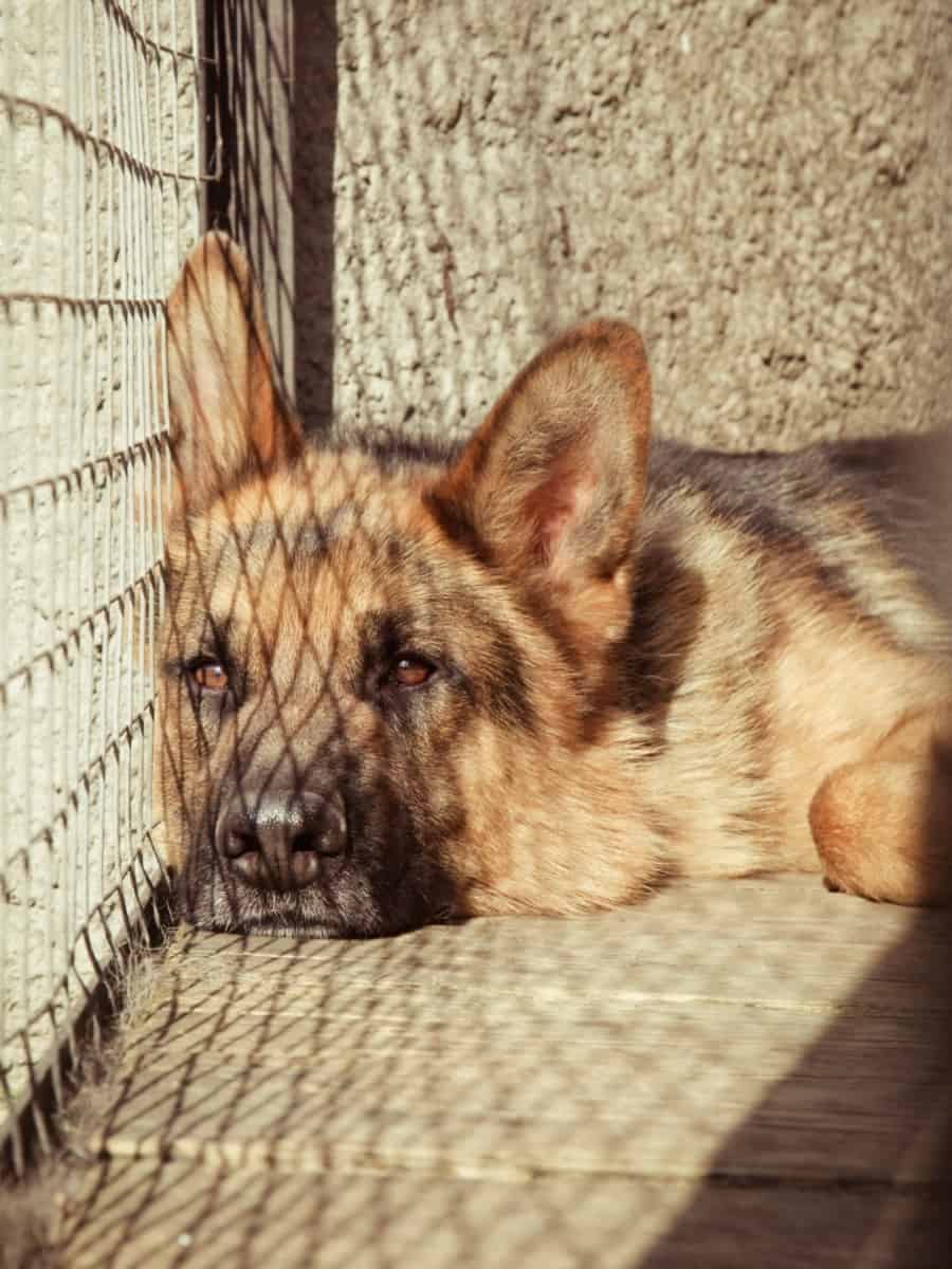GSD In Cage Lying In Sun