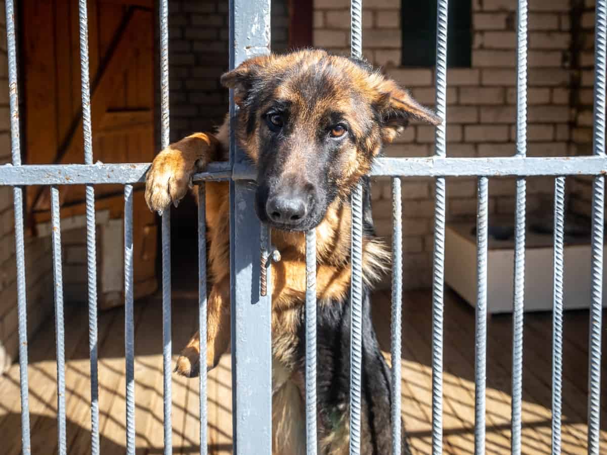 GSD Waiting for Adoption With Paws Hanging Over Cage