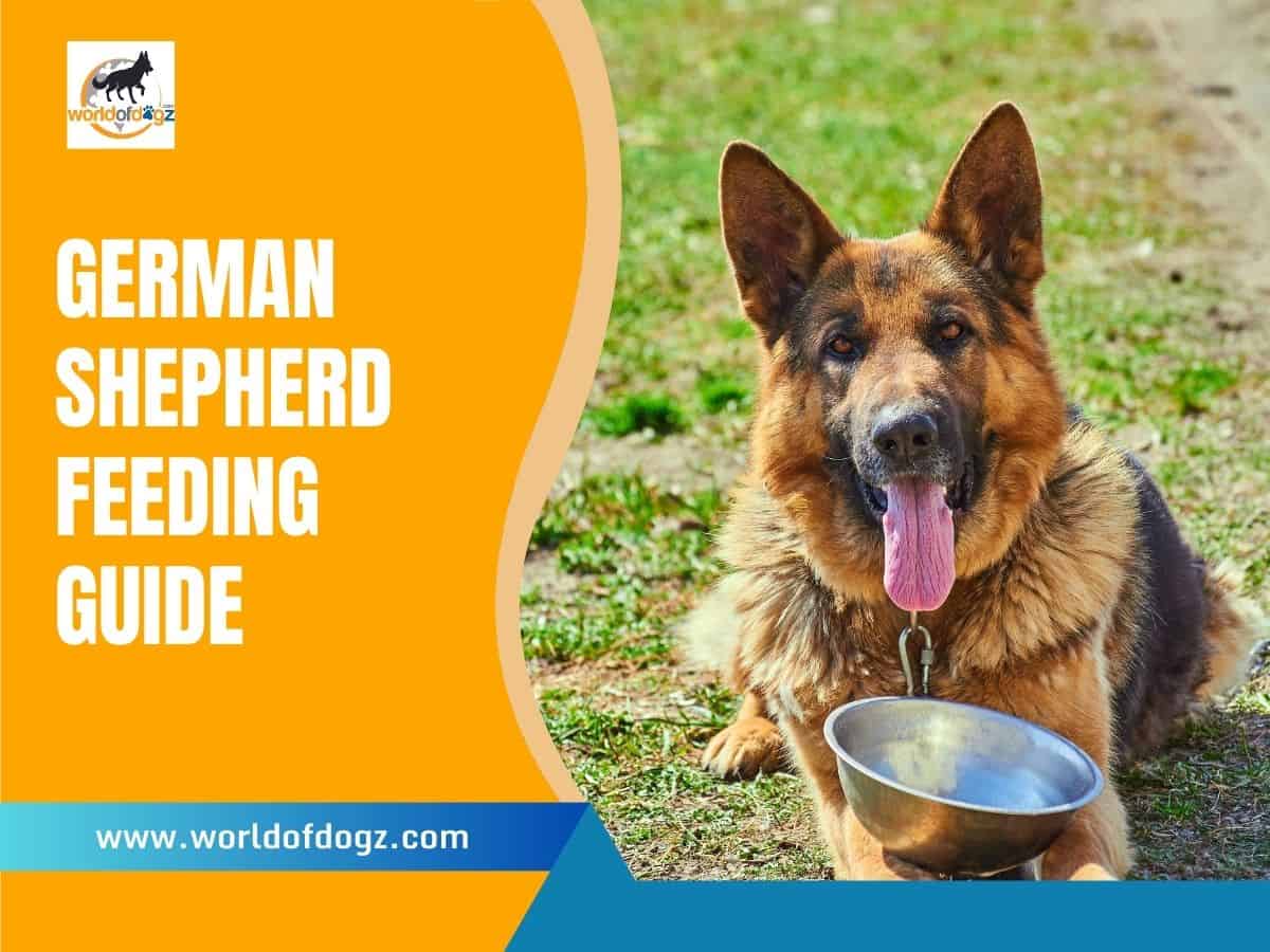 German Shepherd Feeding Guide