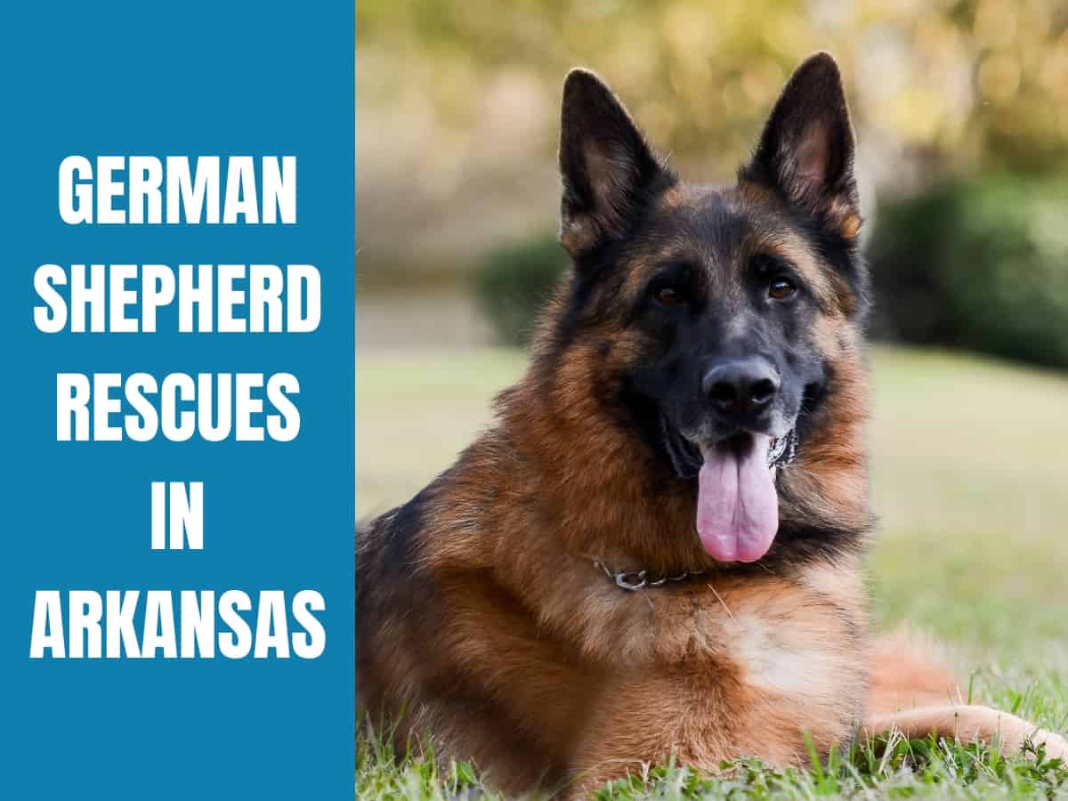 German Shepherd Rescue Arkansas