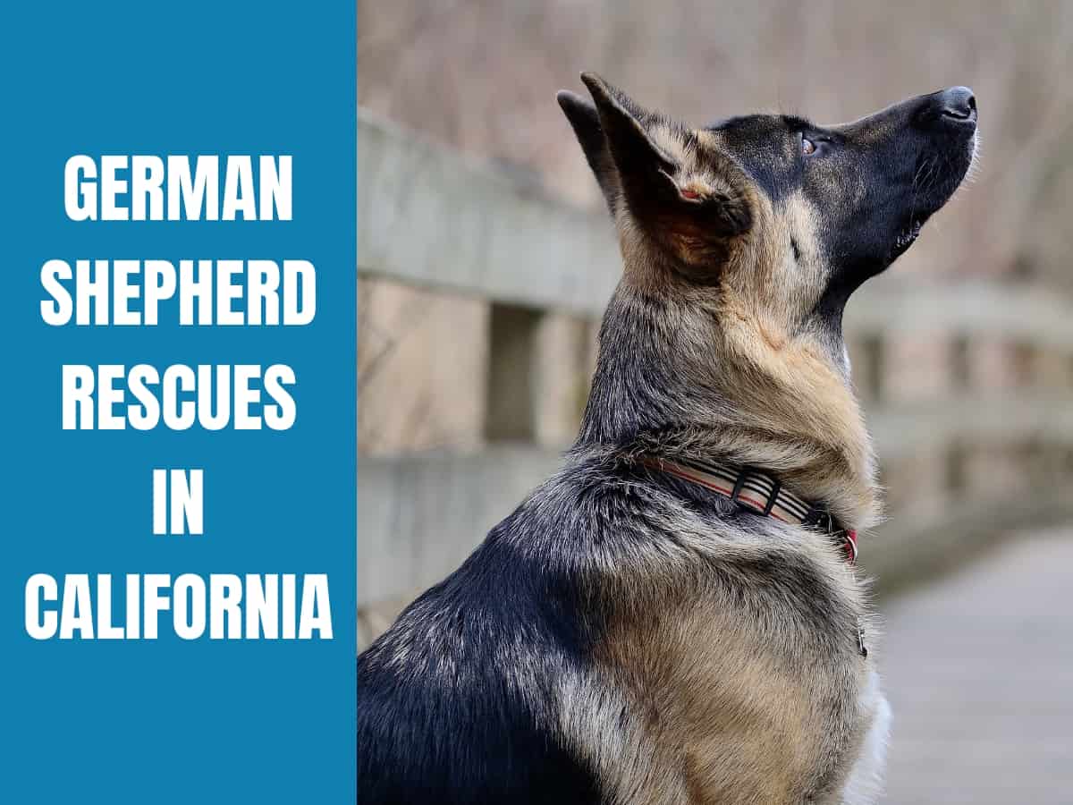 German Shepherd Rescue California