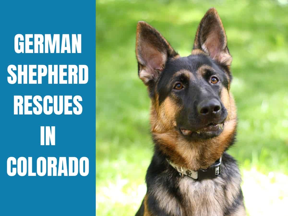 German Shepherd Rescue Colorado