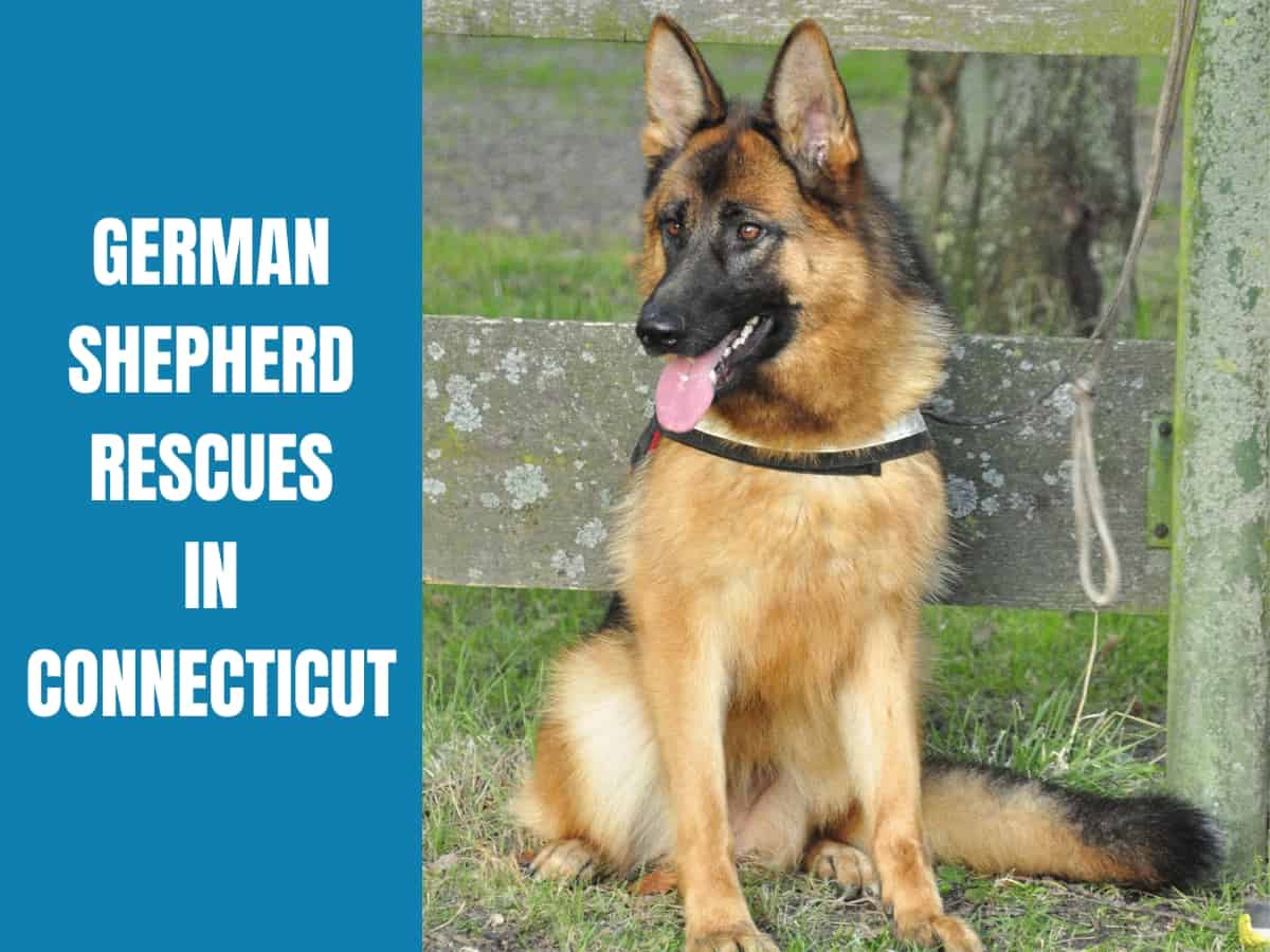 German Shepherd Rescue Connecticut