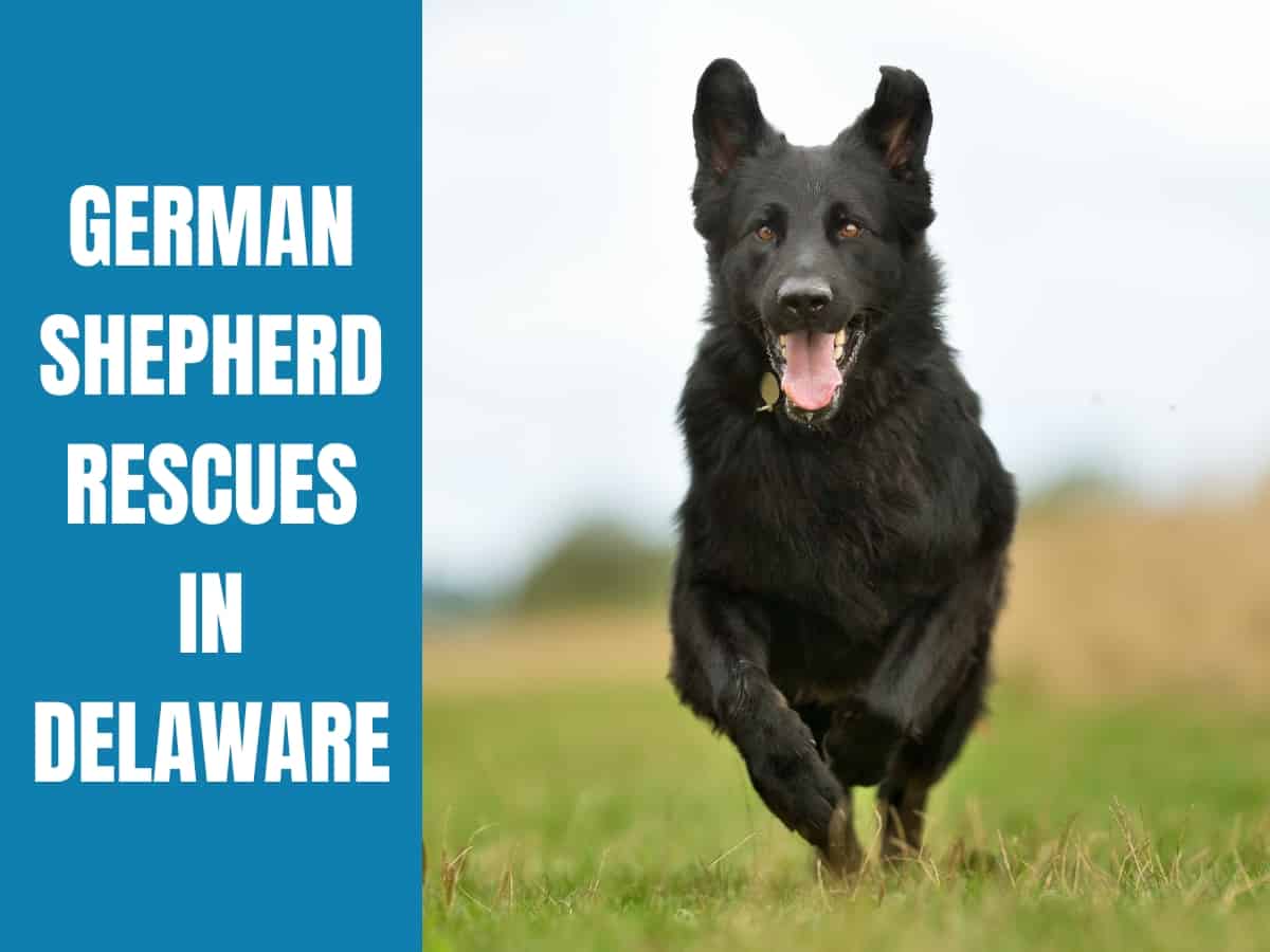 German Shepherd Rescue Delaware