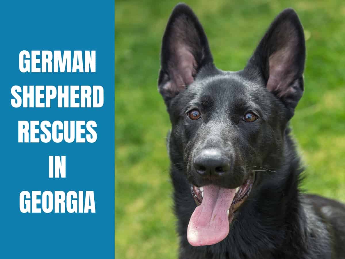 German Shepherd Rescue Georgia