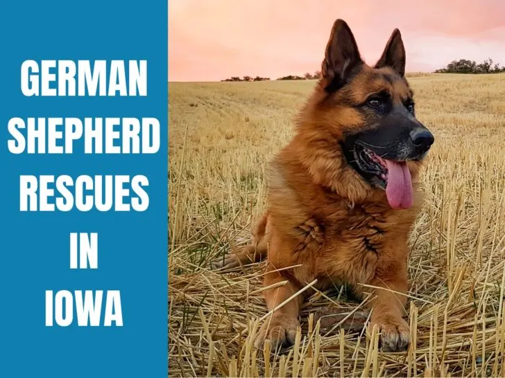 German Shepherd Rescue Iowa