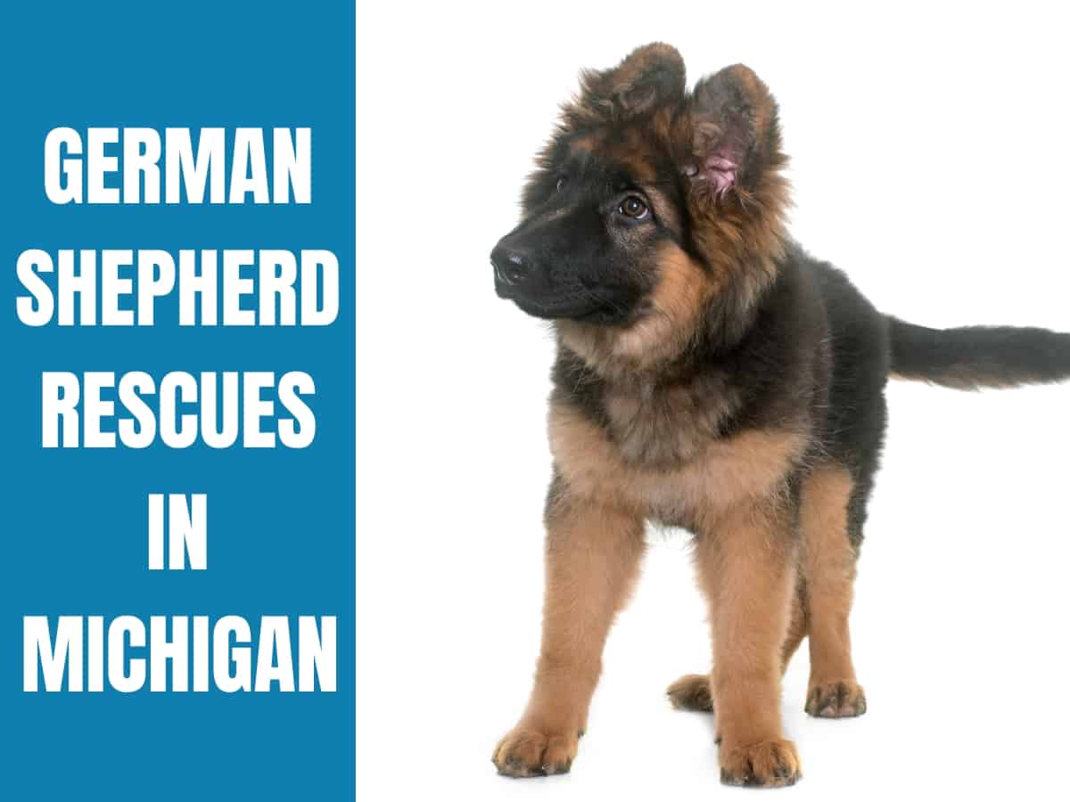 German Shepherd Rescue Michigan