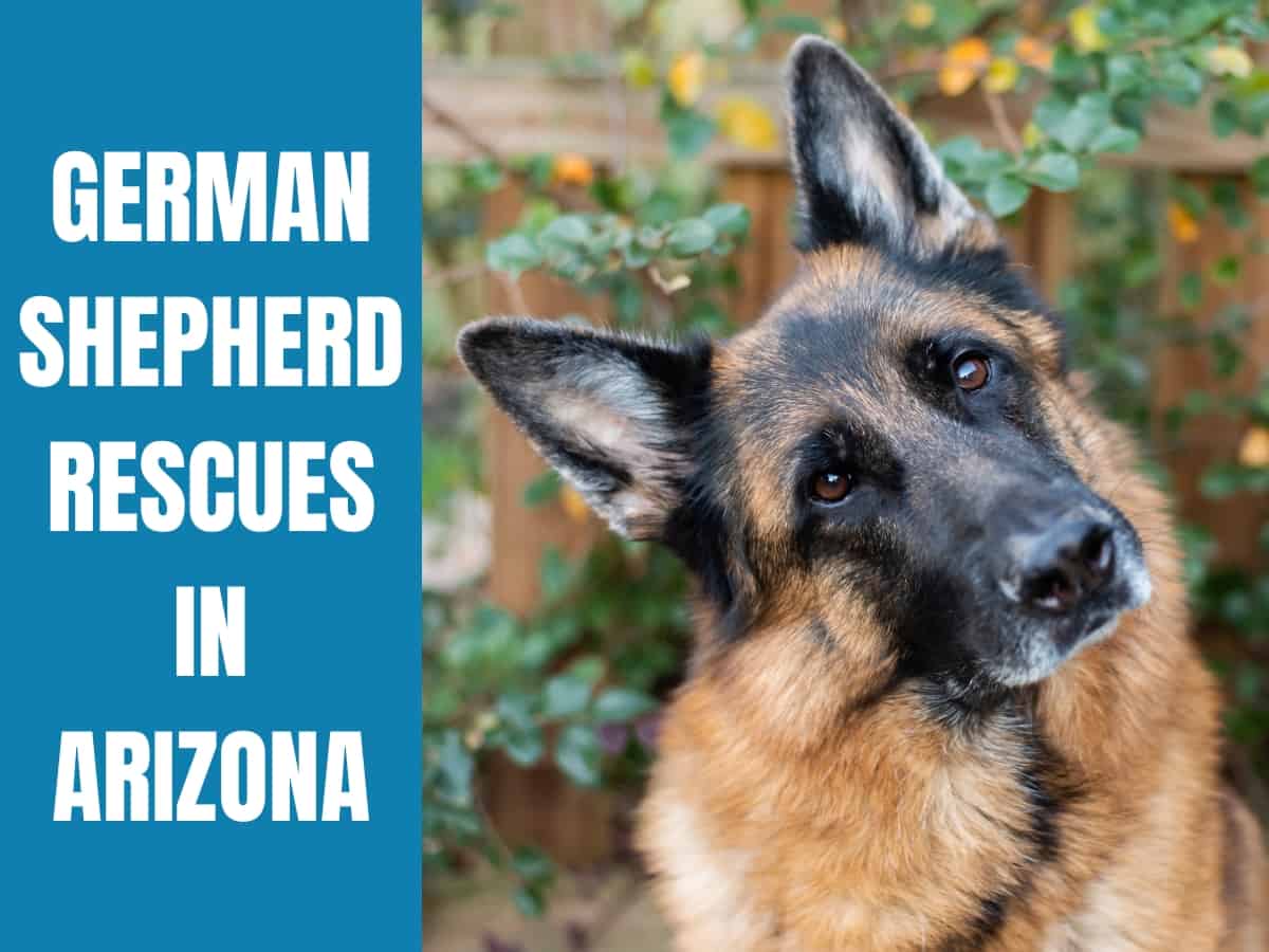 German Shepherd Rescues Arizona