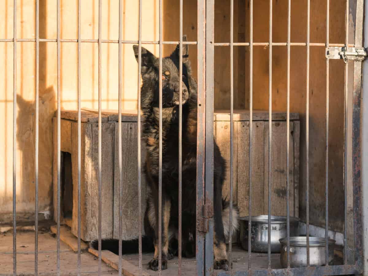 A GSD in a kennel needing rescuing.