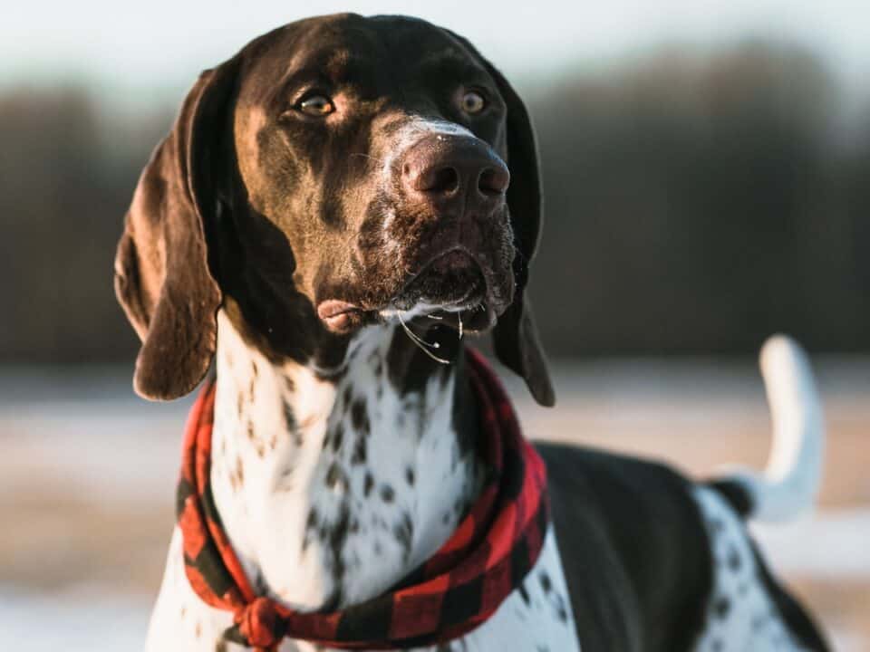 German Shorthaired Pointer Pros and Cons: Is This Dog For You? - World ...