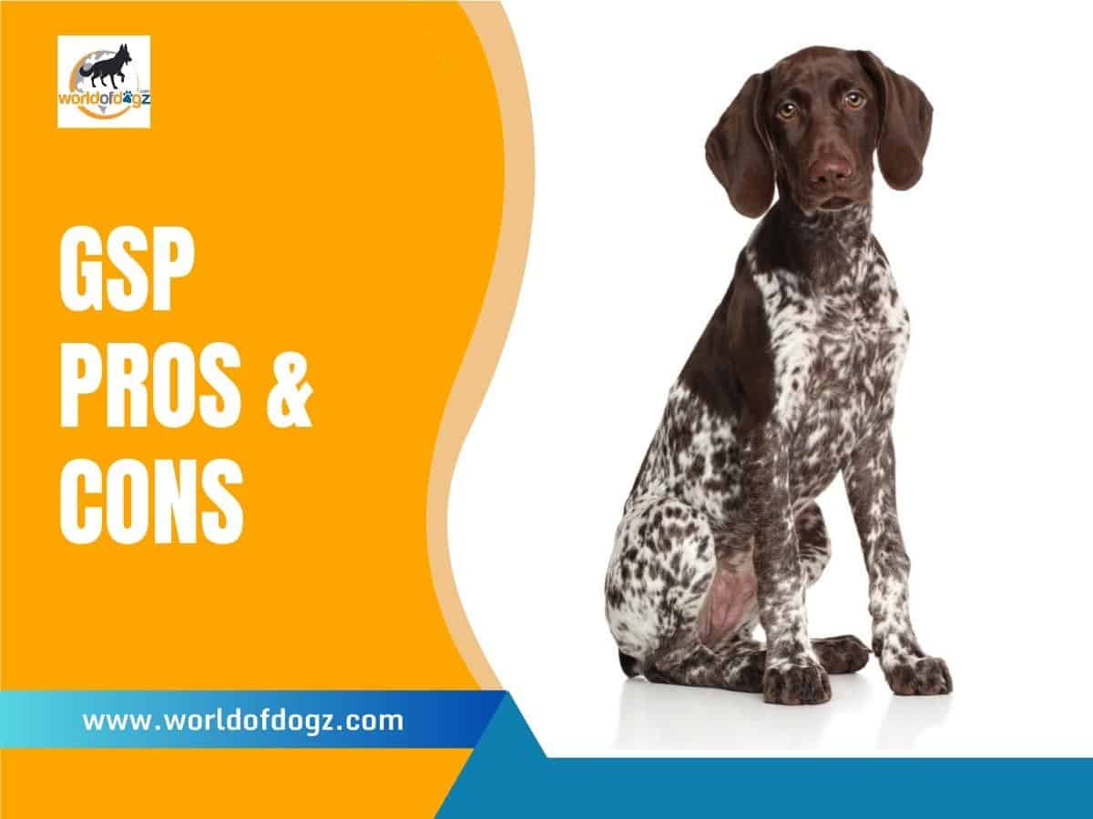 German Shorthaired Pointer Pros and Cons