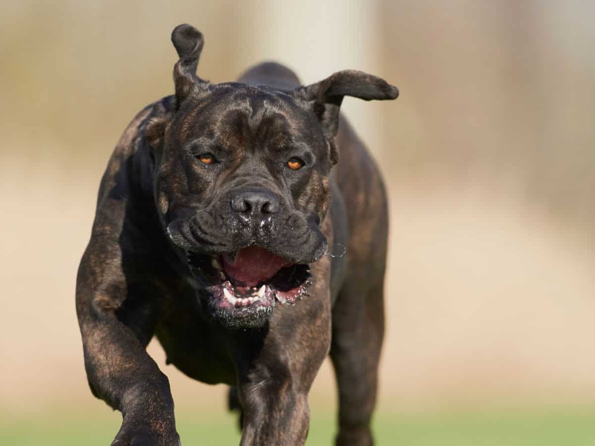 Highly energetic Cane Corso