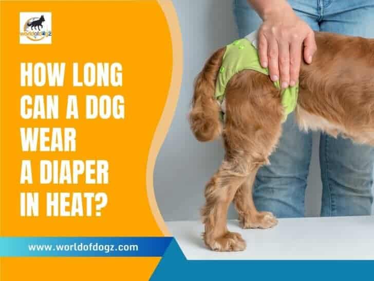 How Long Can a Dog Wear a Diaper In Heat?