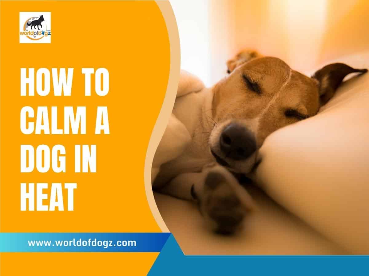 How To Calm a Dog In Heat