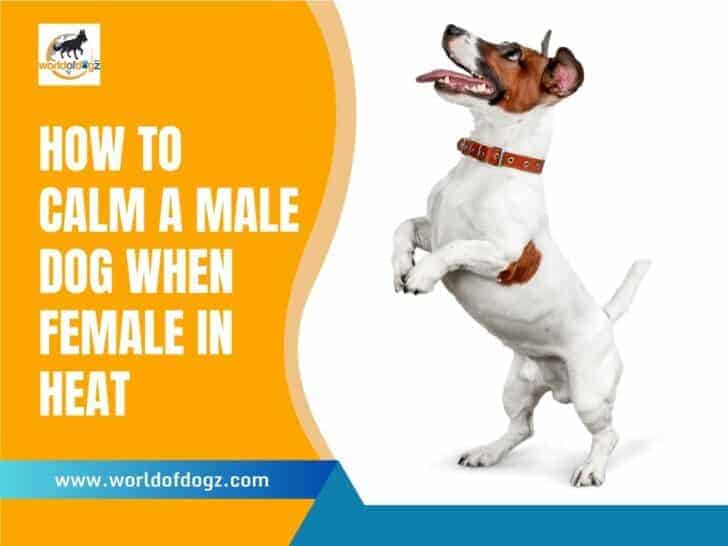 How To Calm a Male Dog When Female In Heat