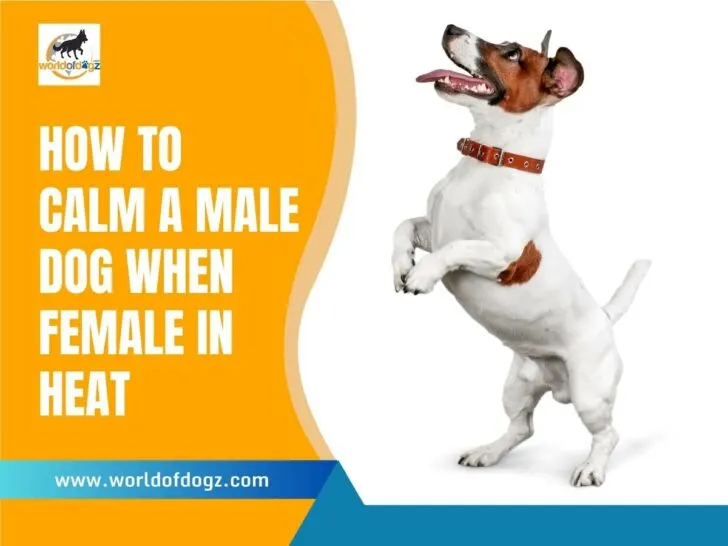 How To Calm a Male Dog When Female In Heat