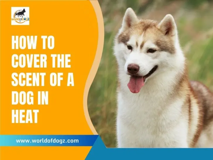 How To Cover The Scent of a Dog In Heat
