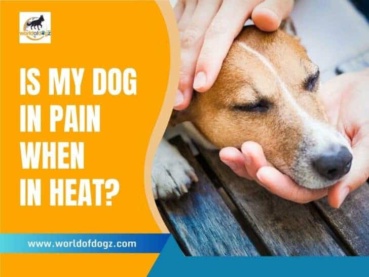 Is My Dog In Pain When In Heat?