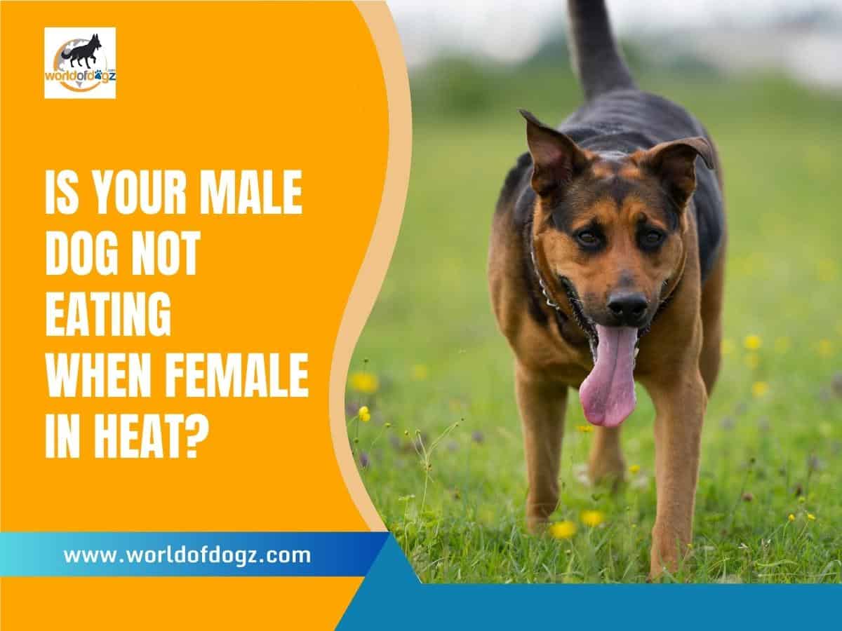 Male dog won't eat when a female is in heat.