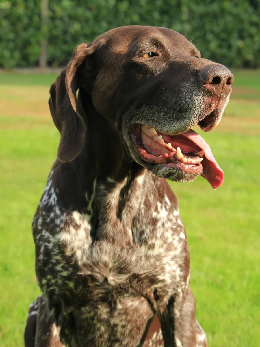 Panting German Shorthaired Pointer