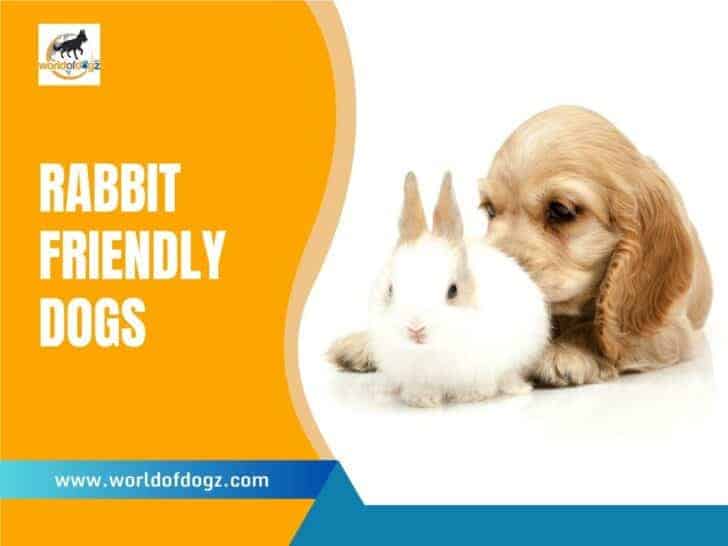 Rabbit Friendly Dogs