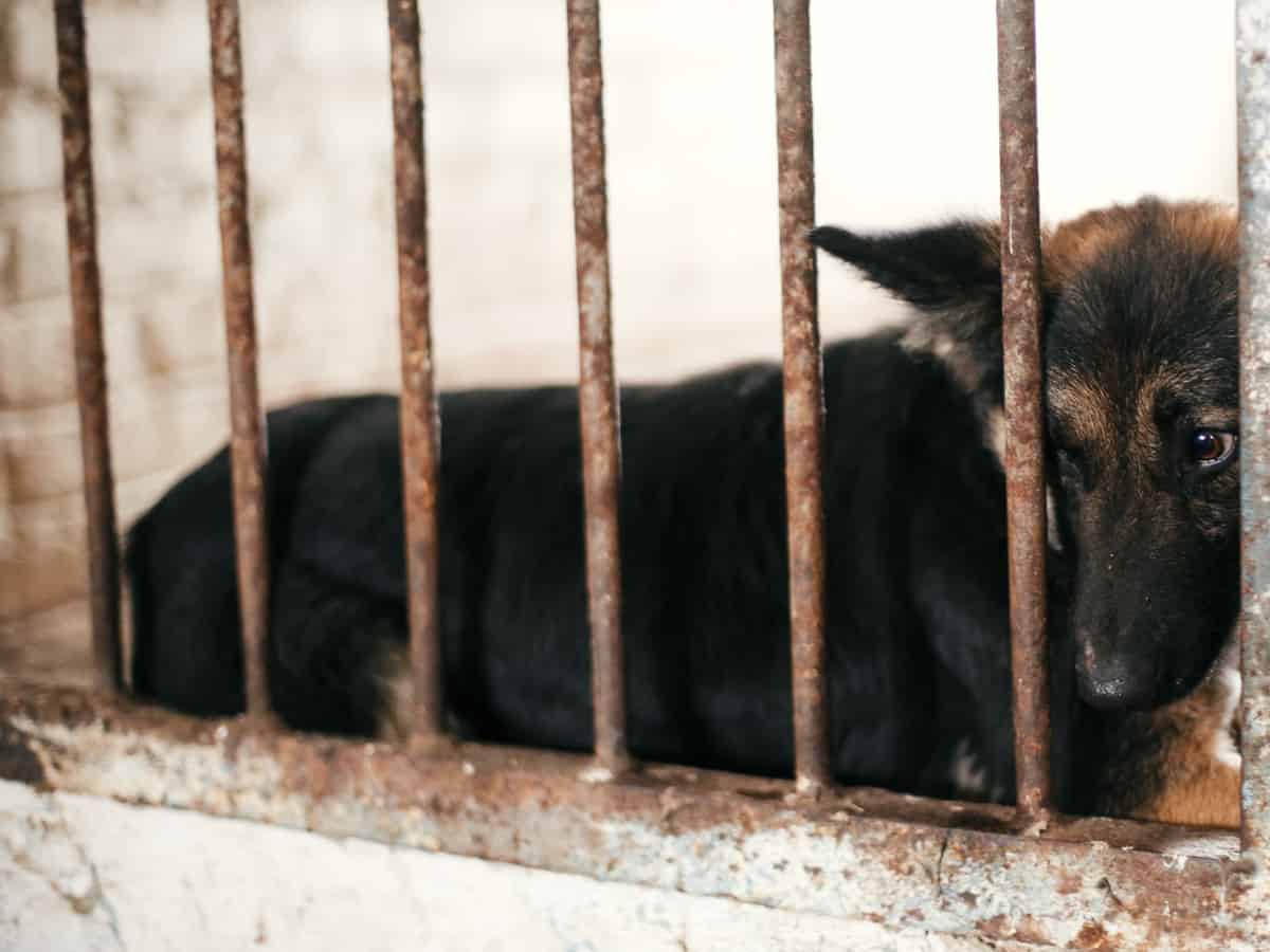 Rescue GSD Lying In Cage looking sad