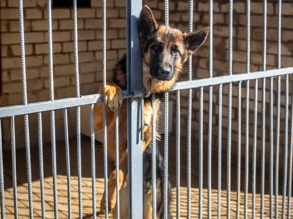 Rescue GSD Needs Adopting. Dog on Hind Legs Looking Through Cage