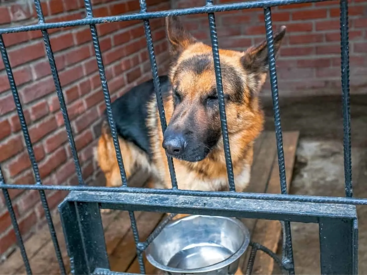 Rescue German Shepherd In a Kennel Waiting For Adoption