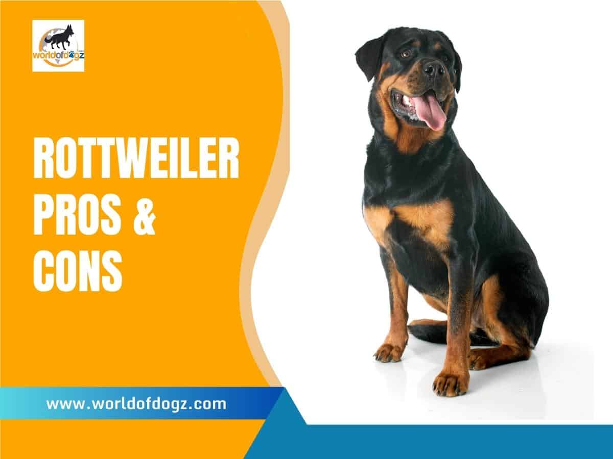 Rottweiler Pros and Cons