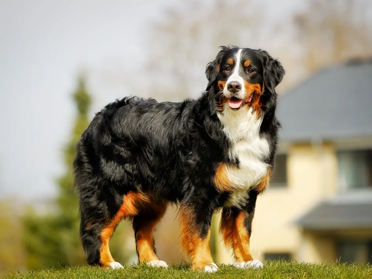 Thick fur of Bernese Mountain Dog