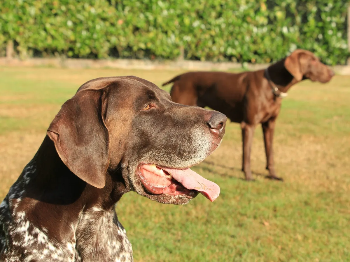 Two German Shorthaired Pointers