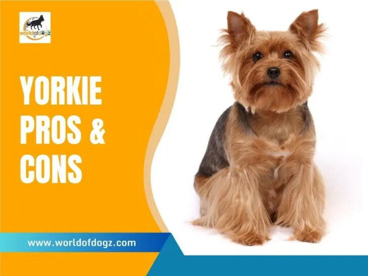 Yorkie Pros and Cons