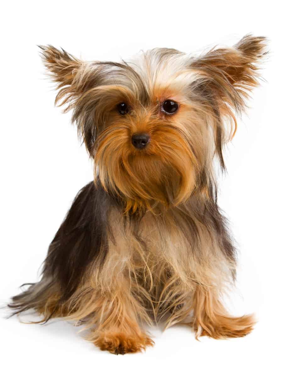 Yorkshire Terrier Pup Sitting