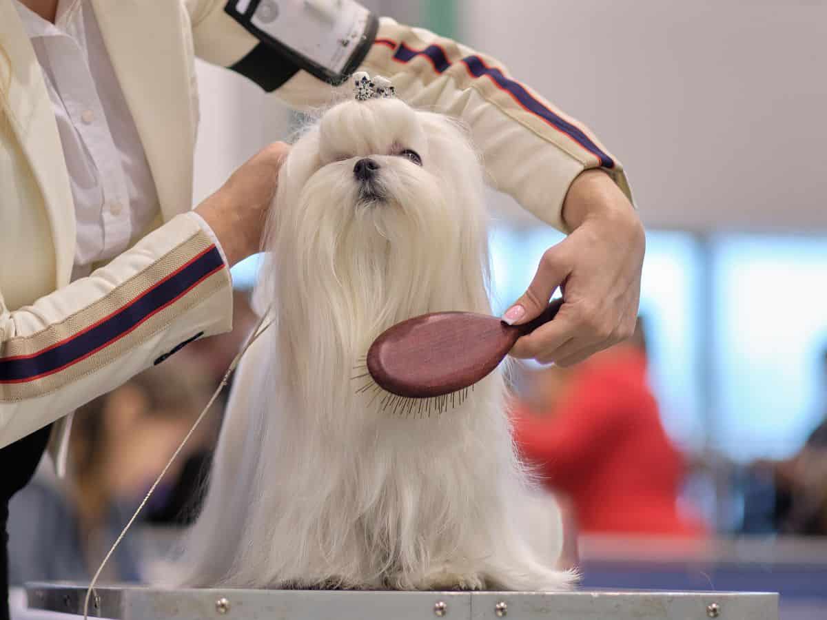 A dog being groomed