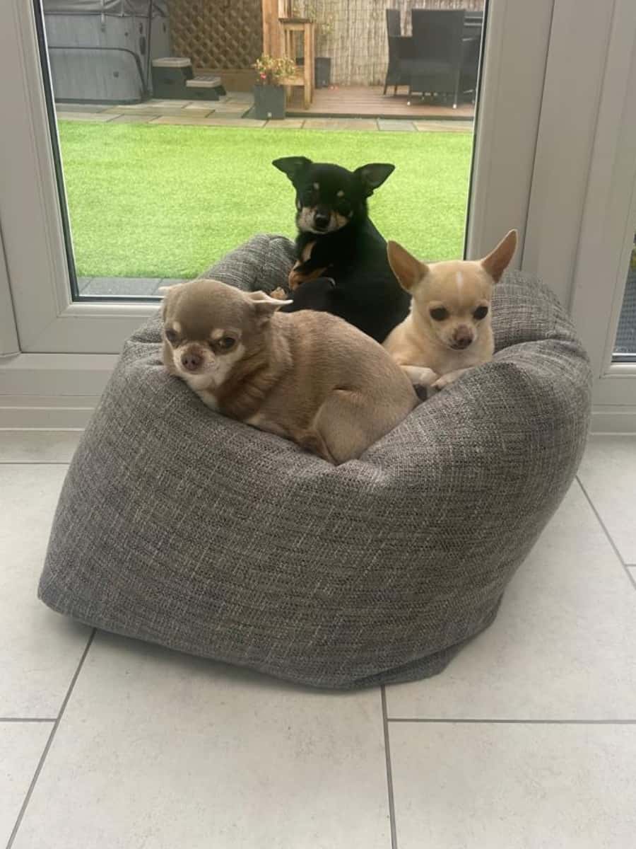 3 Chihuahuas Sat On Beanbag