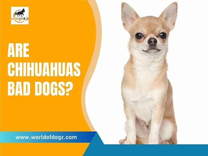 Are Chihuahuas Bad Dogs