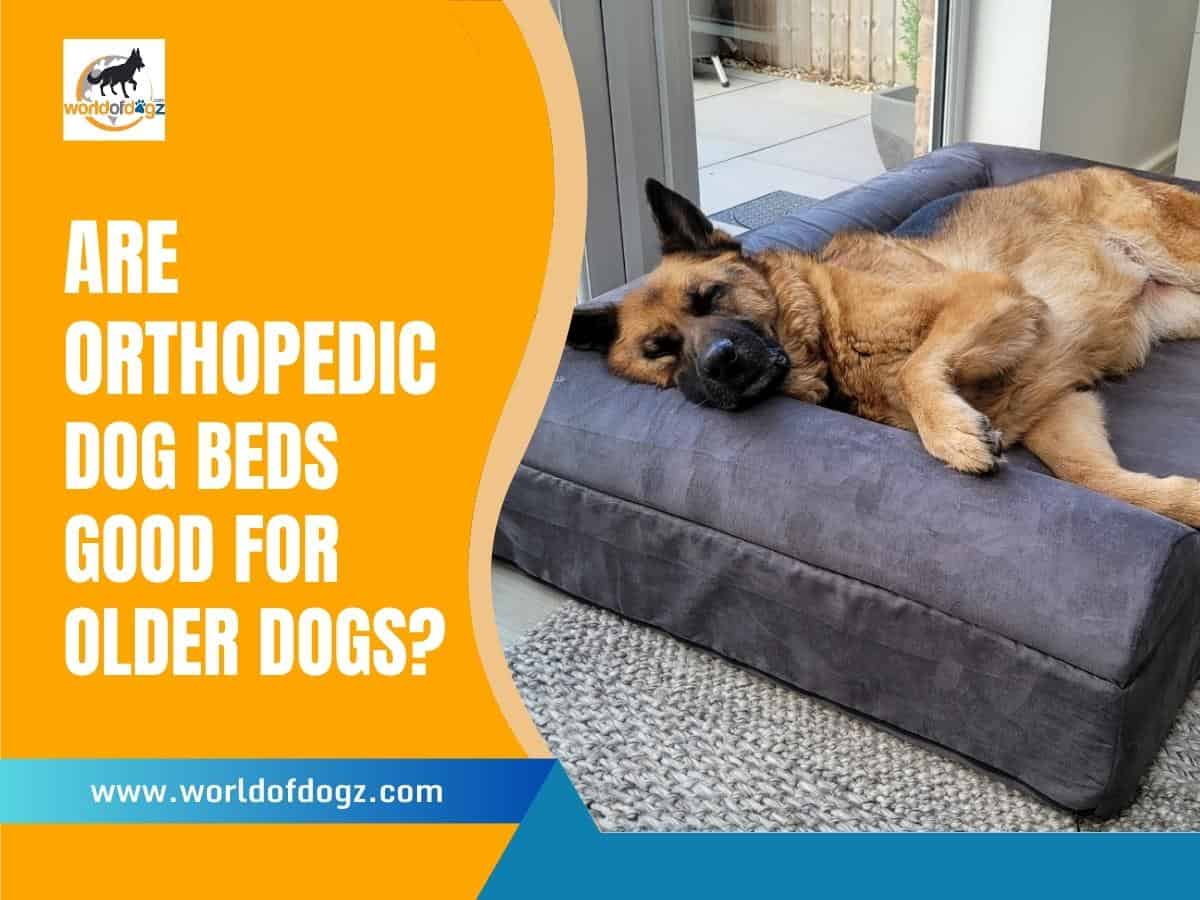 Are Orthopedic Dog Beds Good For Older Dogs?