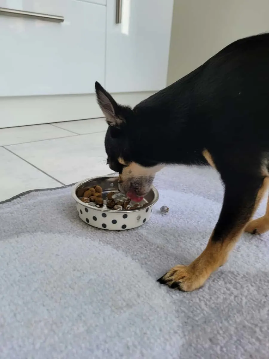 Black Chihuahua Eating