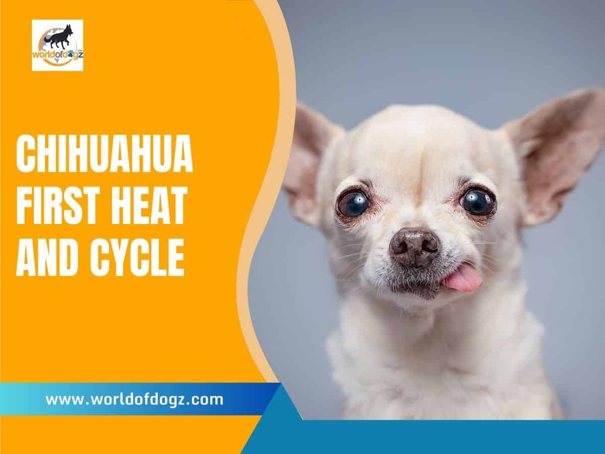 Chihuahua First Heat and Cycle