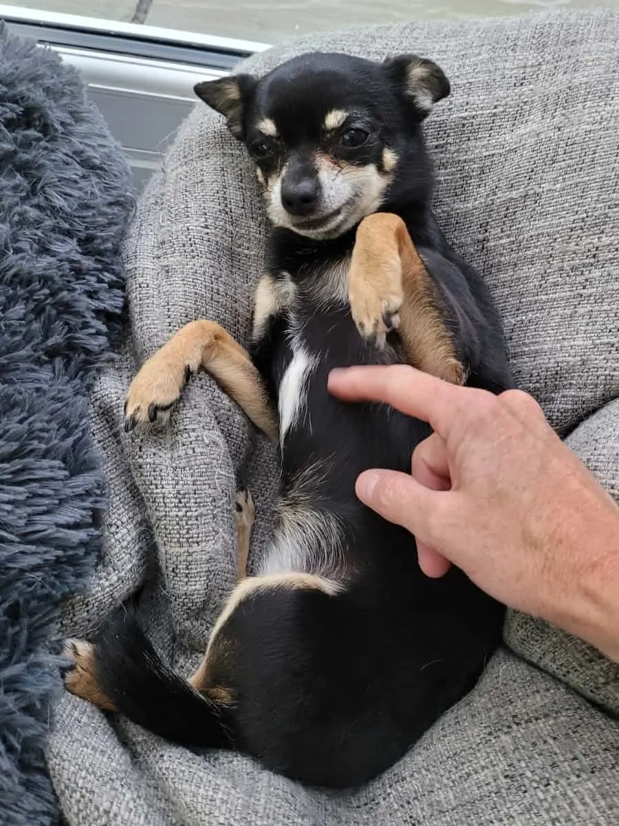 Chihuahua Having Belly Rub