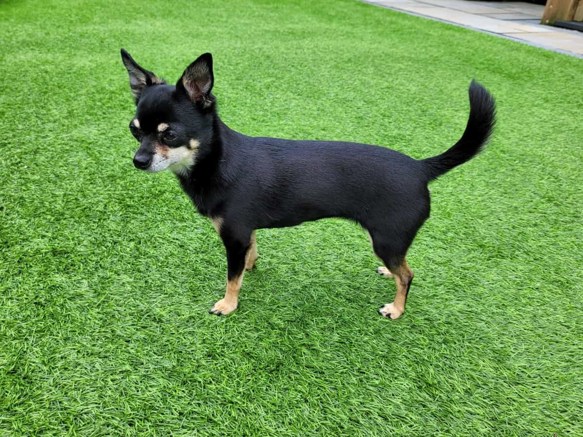 Chihuahua In Garden
