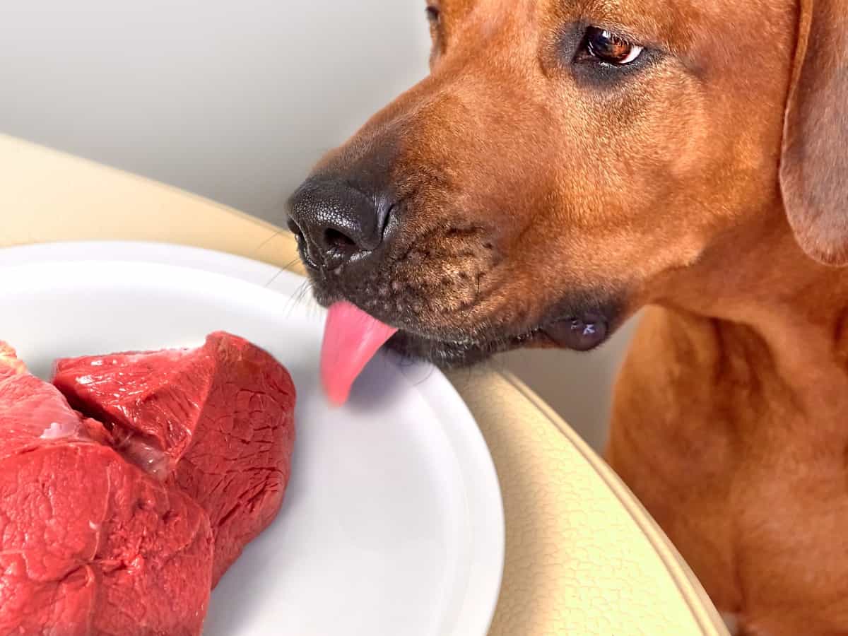 Dog Eating Raw Meat