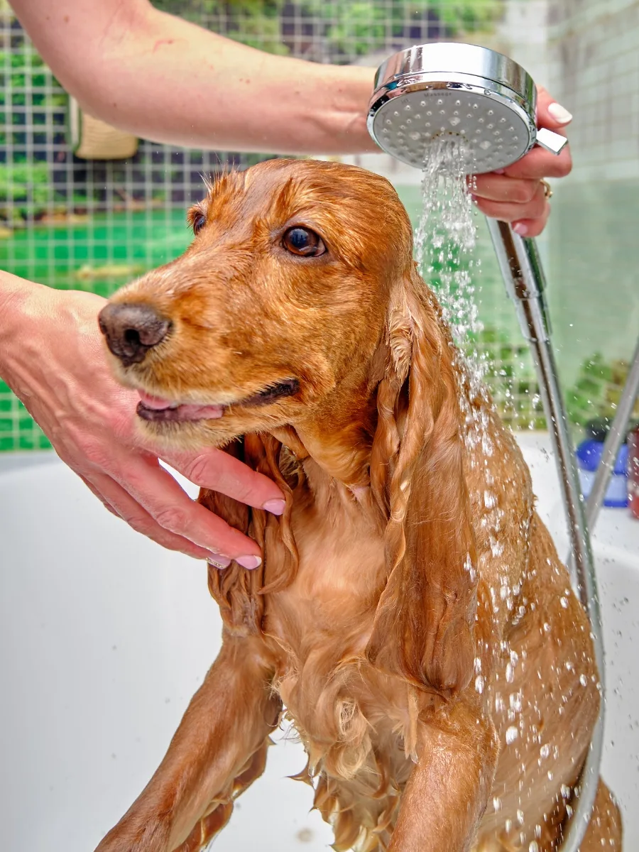 Dog In Bath
