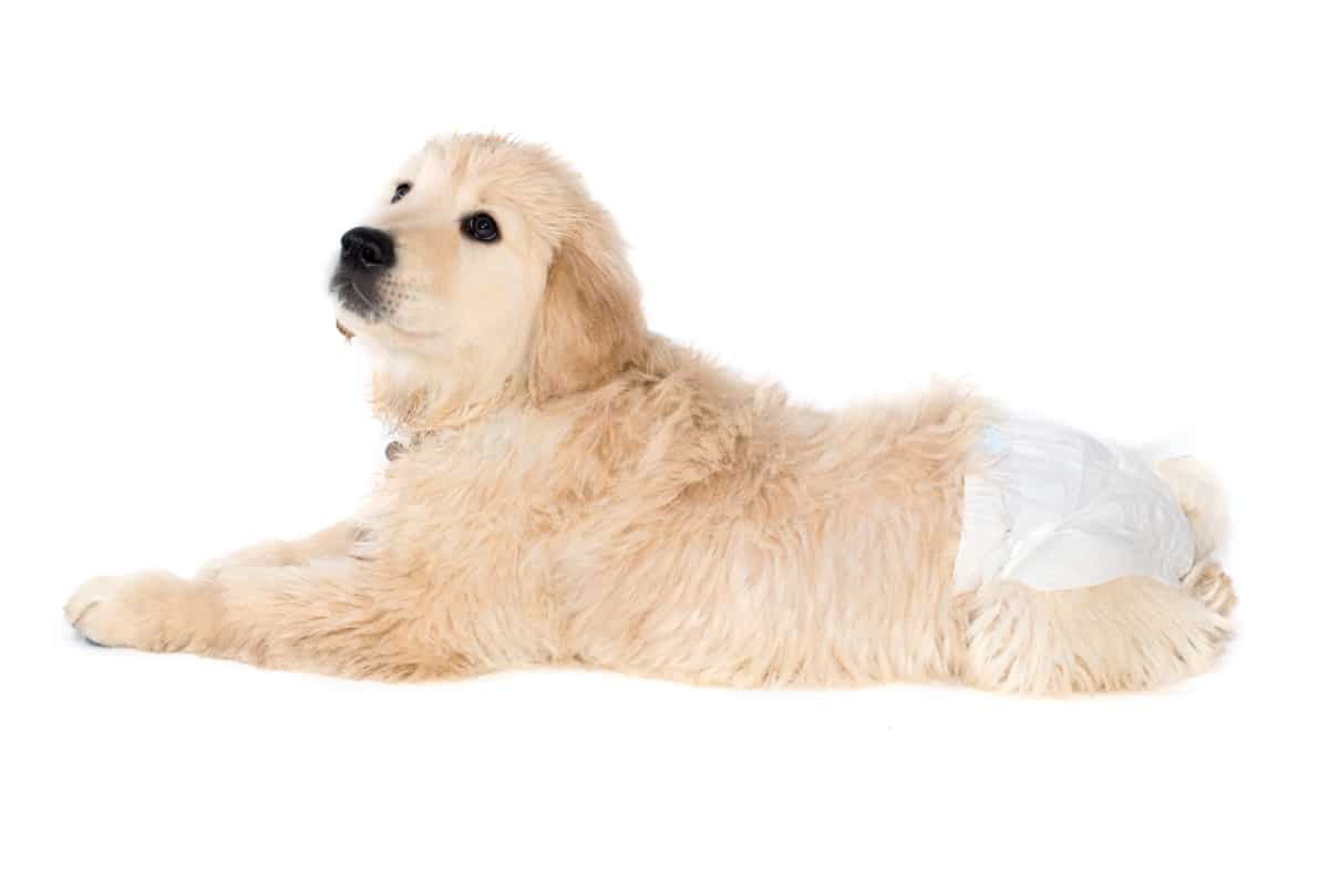 Dog In Heat Wearing Diaper
