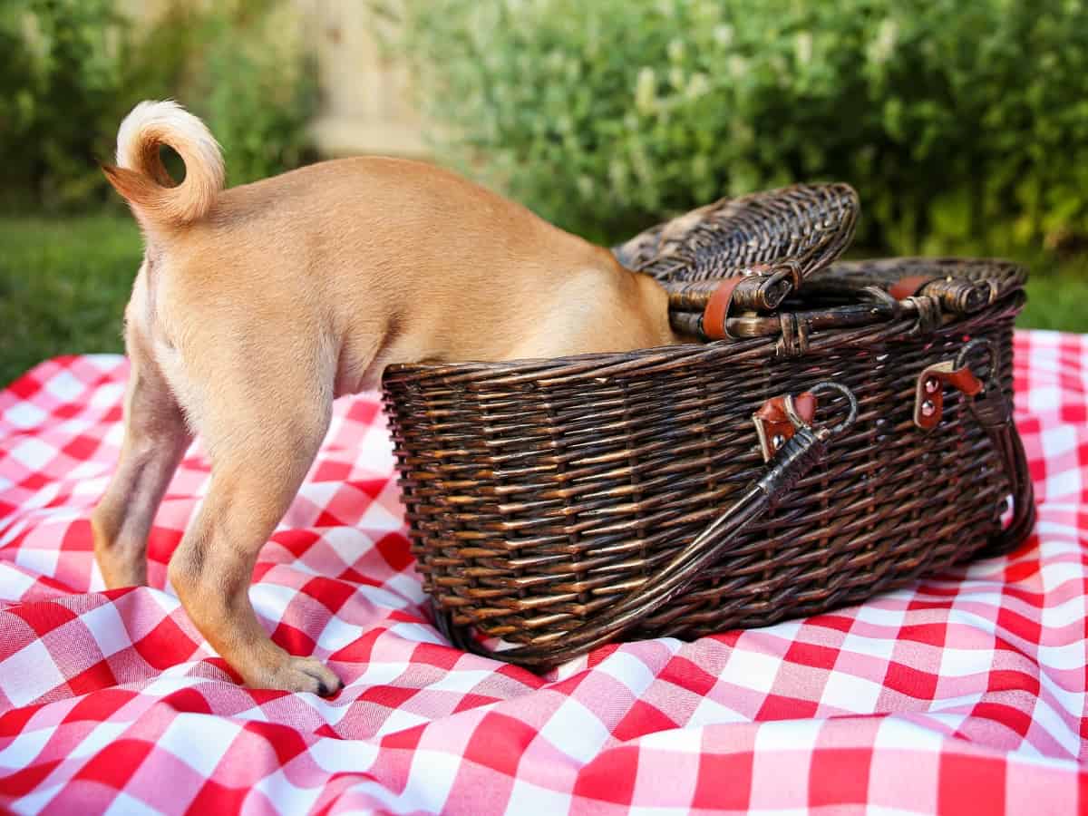 Dog Stealing Food From Picnic Basket