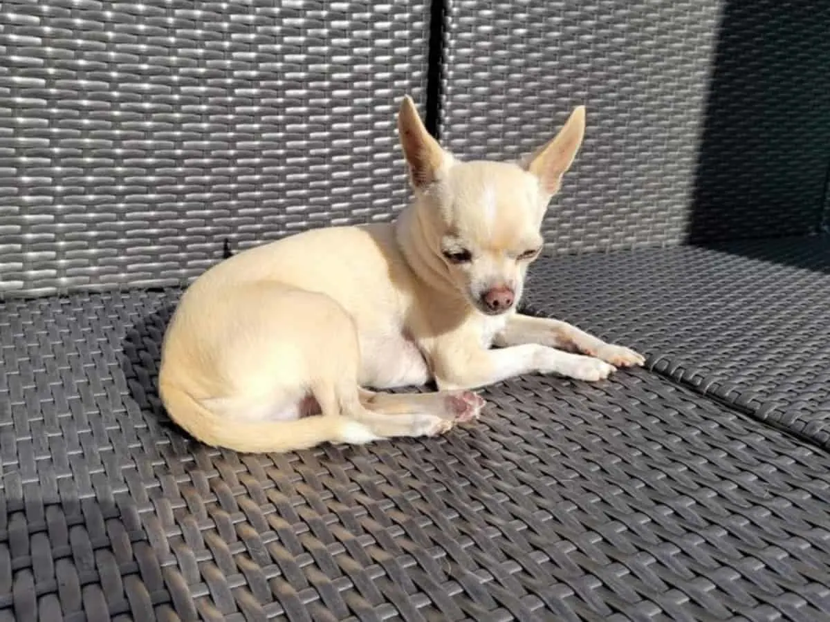 Fawn Chihuahua Sunbathing. Should You Leave Your Chihuahuas Inside or Outside?