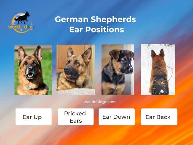 GSD Ear Positions