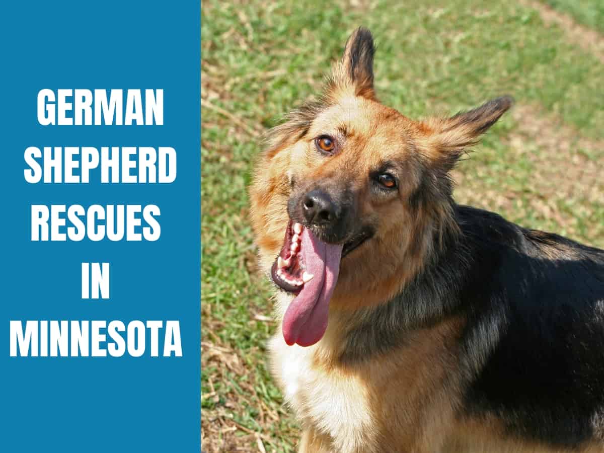 German Shepherd Rescue Minnesota