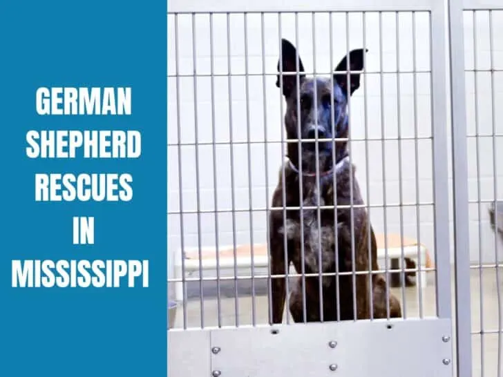German Shepherd Rescue Mississippi