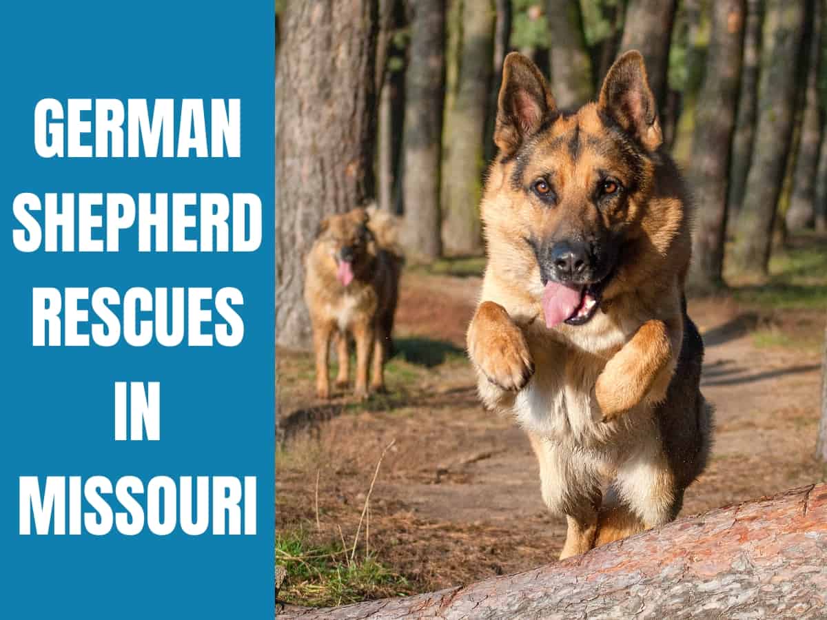 German Shepherd Rescue Missouri